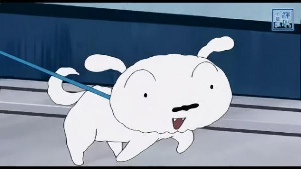 文明養犬,愛它就要管好它,這些點你知道嗎? 文明養犬,愛它就要管好它,這些點你知道嗎?