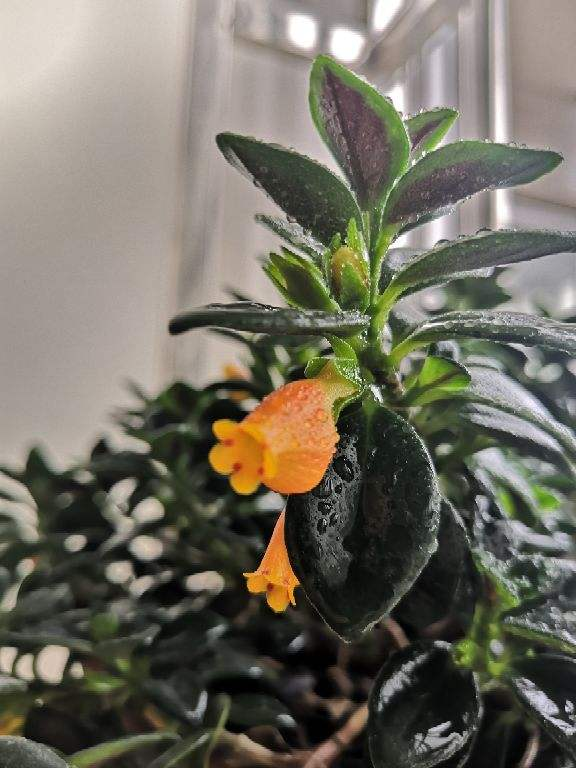 陽臺就養盆金魚吊蘭，滿盆開出小金魚，寓意年年有餘