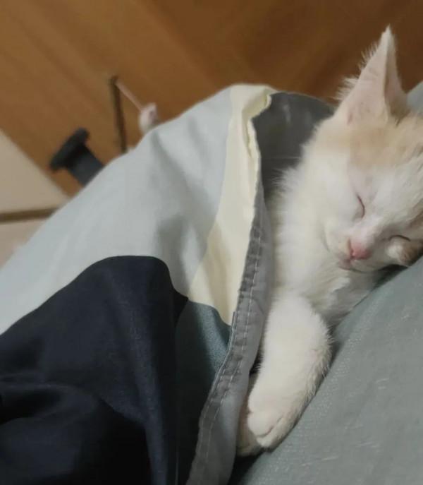 “領養了一隻貓,卻被救助人24小時監控。” “領養了一隻貓,卻被救助人24小時監控。”