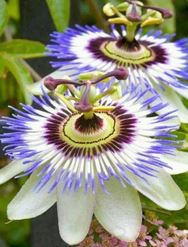 分享圖片&mdash;&mdash;奇美的花卉