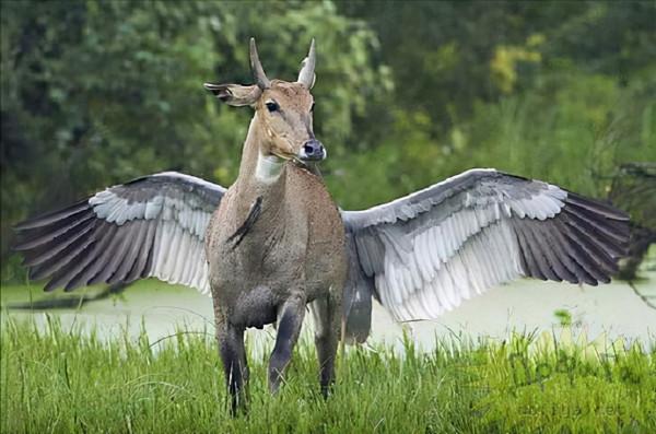 25張活久見圖片,狗狗竟用武器決鬥,山羊也能上樹? 25張活久見圖片,狗狗竟用武器決鬥,山羊也能上樹?