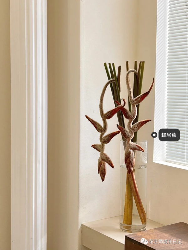 每日一花 | 毛毛鳥蠍尾蕉，小眾且高階的秋日花材~vol.16