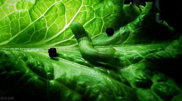 用這幾種方法給青菜治蟲，不用打農藥，省錢又安全