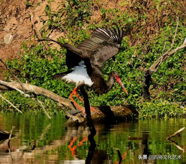 「百將文化」徐永新攝影 | 國家一級保護動物 「百將文化」徐永新攝影 | 國家一級保護動物