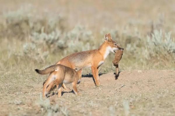 草原狐：賓士在草原上，勢如閃電的敏捷之狐
