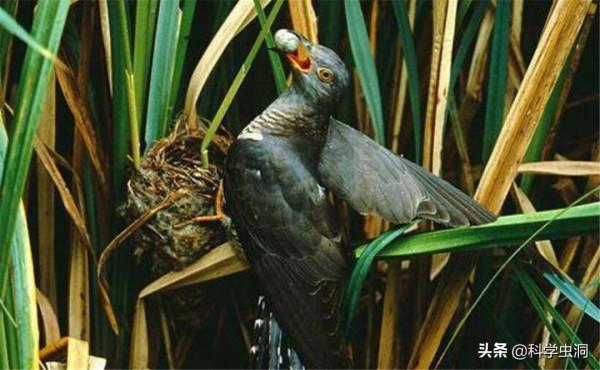 當鳥類發現自己養了一隻杜鵑的雛鳥時,它們會是什麼反應? 當鳥類發現自己養了一隻杜鵑的雛鳥時,它們會是什麼反應?