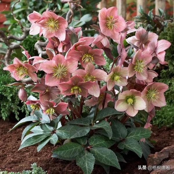 那些植物界的愛馬仕