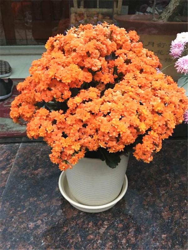 五大“吉祥花”,適合養客廳,喜歡養一盆,越養越“貴氣” 五大“吉祥花”,適合養客廳,喜歡養一盆,越養越“貴氣”