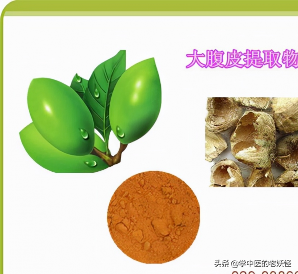 每日學習一味中藥——大腹皮