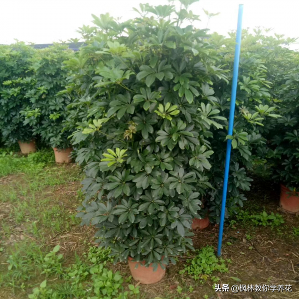 為什麼花卉市場經常會有大型盆栽賣?我們盆栽許多年卻很難養大呢 為什麼花卉市場經常會有大型盆栽賣?我們盆栽許多年卻很難養大呢