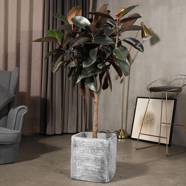 七大“美麗花”,冷天不能多澆水,多曬“少管”更健壯 七大“美麗花”,冷天不能多澆水,多曬“少管”更健壯