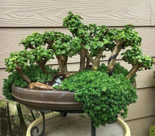 養金枝玉葉,做到“3多1少”,能快速養成老樁,價值高 養金枝玉葉,做到“3多1少”,能快速養成老樁,價值高