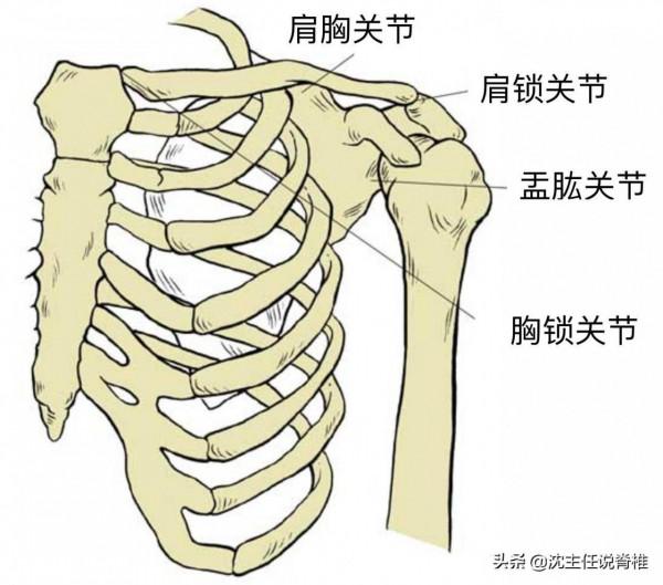 舞蹈入門的基礎“開肩”動作對人體脊柱有損傷嗎？