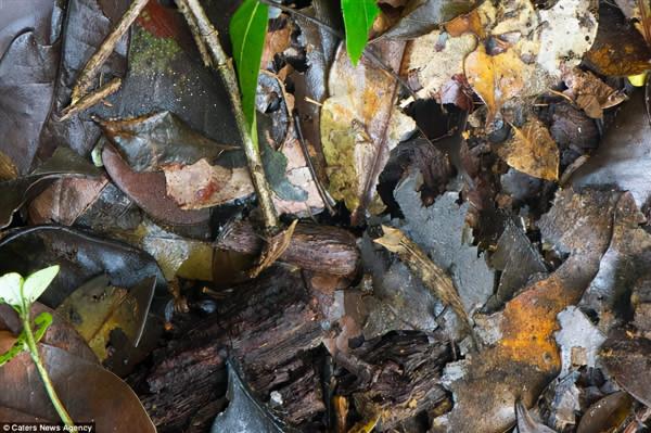動物界偽裝大師，找到3個以上的是大神