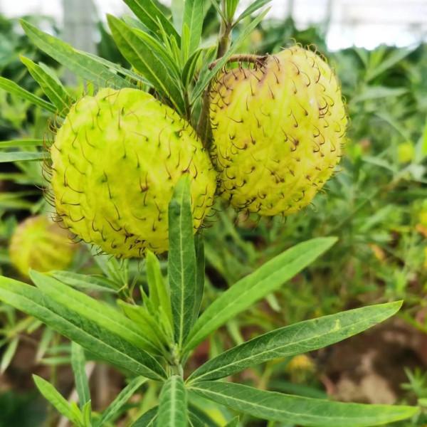 全身佈滿釘子樣的植物&mdash;&mdash;釘頭果