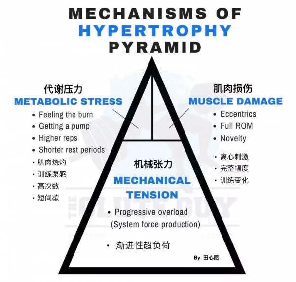 複合訓練和孤立訓練，哪一種健身效果更好？