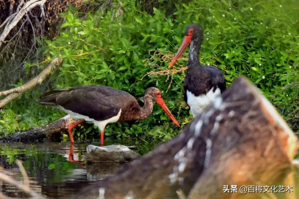 「百將文化」徐永新攝影 | 國家一級保護動物 「百將文化」徐永新攝影 | 國家一級保護動物