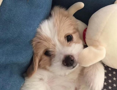 盤點3種寵物店不推薦的狗，“沒錢賺又好養”