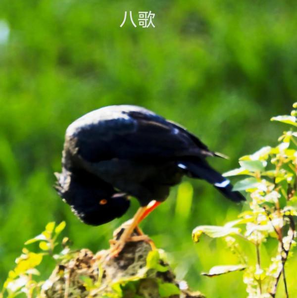 我的小鳥真可愛