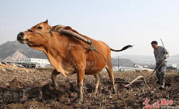 「散文」“牛事兒”散記
