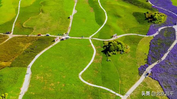 昌平千畝花海，美出畫！還等啥，快來成為“畫中人”！