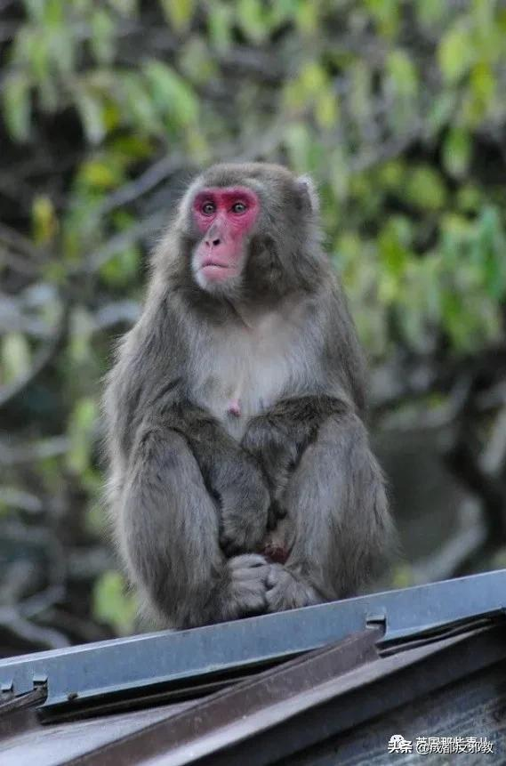 日本出現70年來首個母猴王，擊敗公猴王當上霸主！