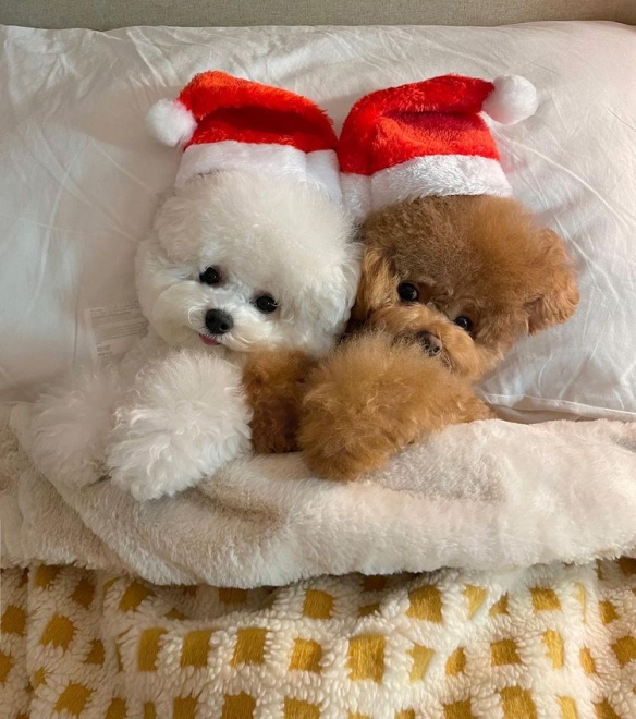 做什麼都一起的貴賓與比熊：兩團棉花糖的激萌日常