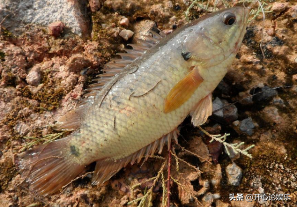 農村逐漸“消失”的5種小魚，兒時用蚯蚓能釣到，現在卻不常見