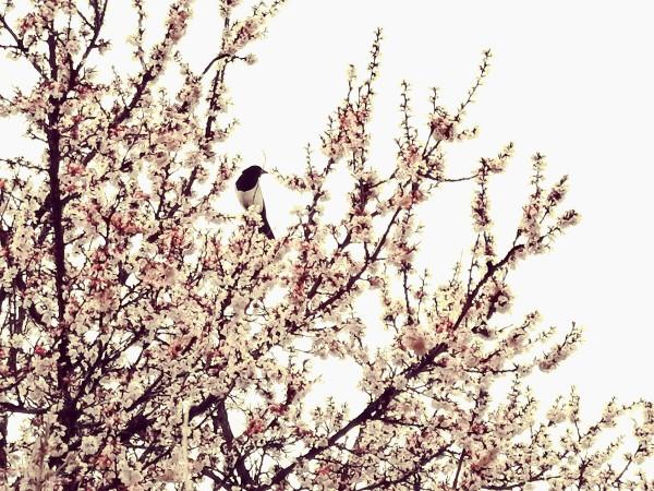 超出你想象的空中草原