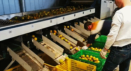 沒想到這麼不起眼的綠皮柑，口感竟然這麼神仙