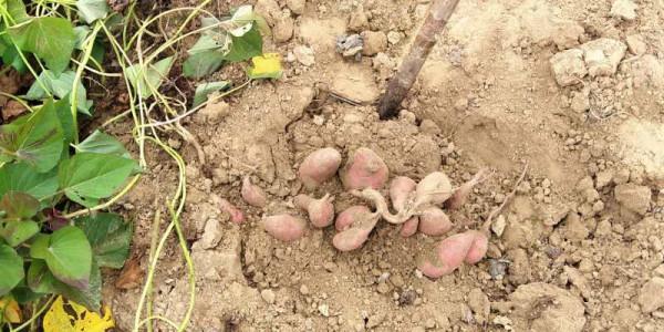 紅薯膨大期如何管理？追肥方法有講究，做對了，高產還省力