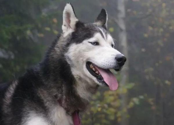 哈士奇鼻子不黑怎麼回事？6個原因告訴你，請做好預防