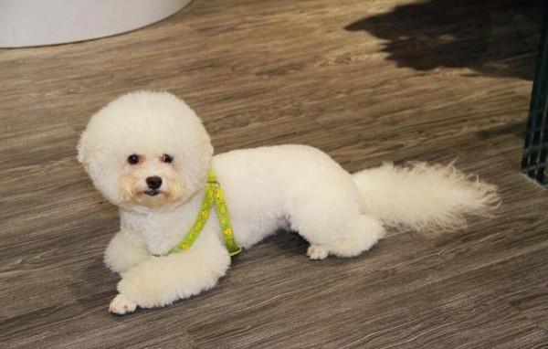 國內“最火”的幾種狗，附上最新價格表，你家狗買貴了嗎？