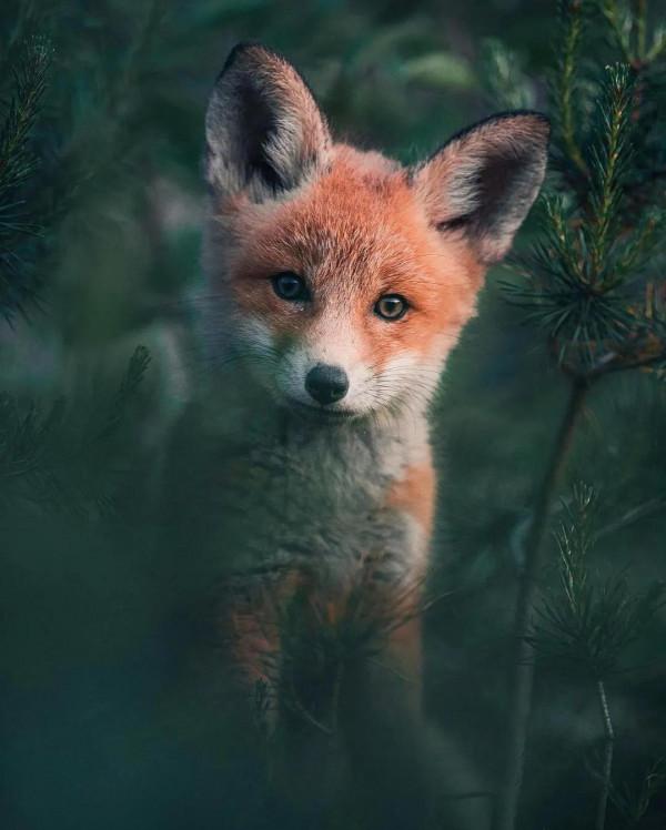 萬物有靈-動物的桌布（第一期）