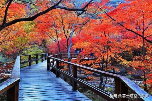 中國最美的10個紅葉景區,每一個都美到極致,你去過幾個? 中國最美的10個紅葉景區,每一個都美到極致,你去過幾個?