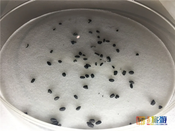 元旦小長假北京嗨玩指南!這些活動已經“圈粉”無數,有些還免費! 元旦小長假北京嗨玩指南!這些活動已經“圈粉”無數,有些還免費!