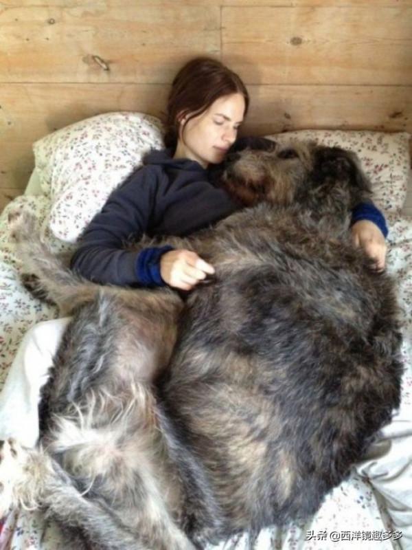 名字兇悍,個頭巨大,日常逗比,愛爾蘭獵狼犬是種怎麼樣的存在? 名字兇悍,個頭巨大,日常逗比,愛爾蘭獵狼犬是種怎麼樣的存在?