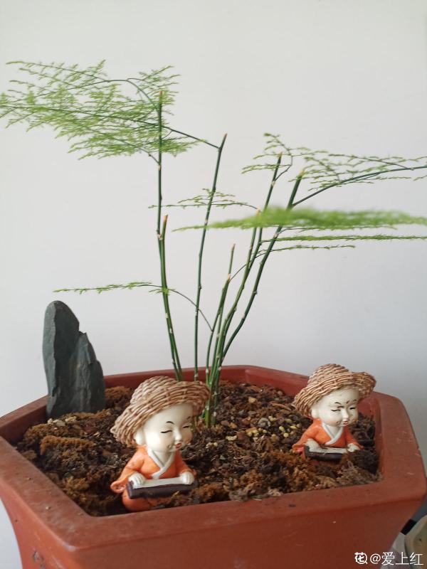 8種“儒雅花”，適合送給老師，氣質優雅有格調