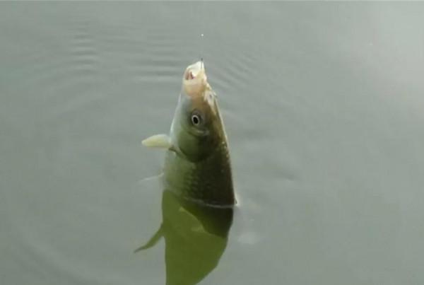 冬季釣魚4不釣和2技巧，想爆護還是想空軍都由你來定