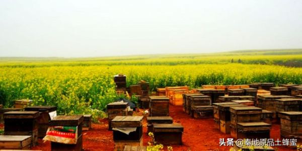 為什麼養蜂老齡化越來越嚴重「①意蜂農篇」