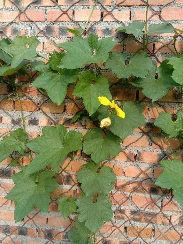 這窮裝的院子絕了,就花了100塊錢,有花有菜四季生機滿園 這窮裝的院子絕了,就花了100塊錢,有花有菜四季生機滿園