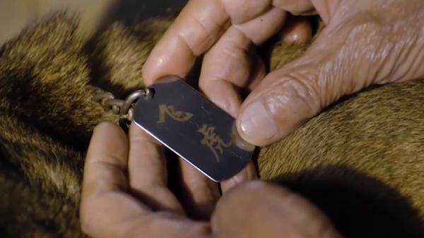 軍犬落難,老頭救它回家後,竟多次幫家人逃過劫難,戳心感人電影 軍犬落難,老頭救它回家後,竟多次幫家人逃過劫難,戳心感人電影