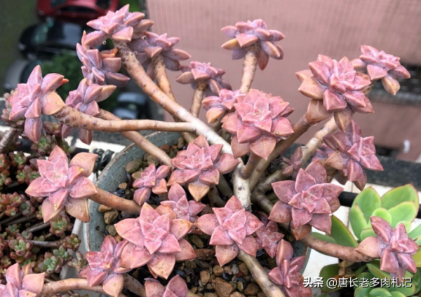 今年最火的多肉?我統計出這8個品種,看看你有沒有跟上潮流? 今年最火的多肉?我統計出這8個品種,看看你有沒有跟上潮流?