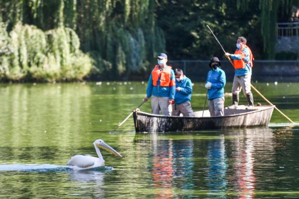 加拿大雁、鵜鶘、赤麻鴨……來捅下嗓子眼