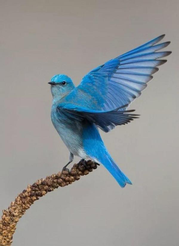 高畫質超靚彩鳥入畫素材