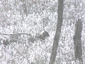 出沒於秦嶺的野生熊貓，是山中帶毛修行的真隱士