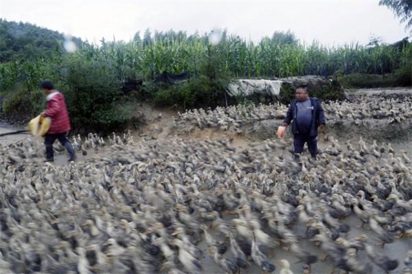 他身高1米2,結婚後幫2個弟弟娶媳婦,今一家10口住別墅不分家 他身高1米2,結婚後幫2個弟弟娶媳婦,今一家10口住別墅不分家