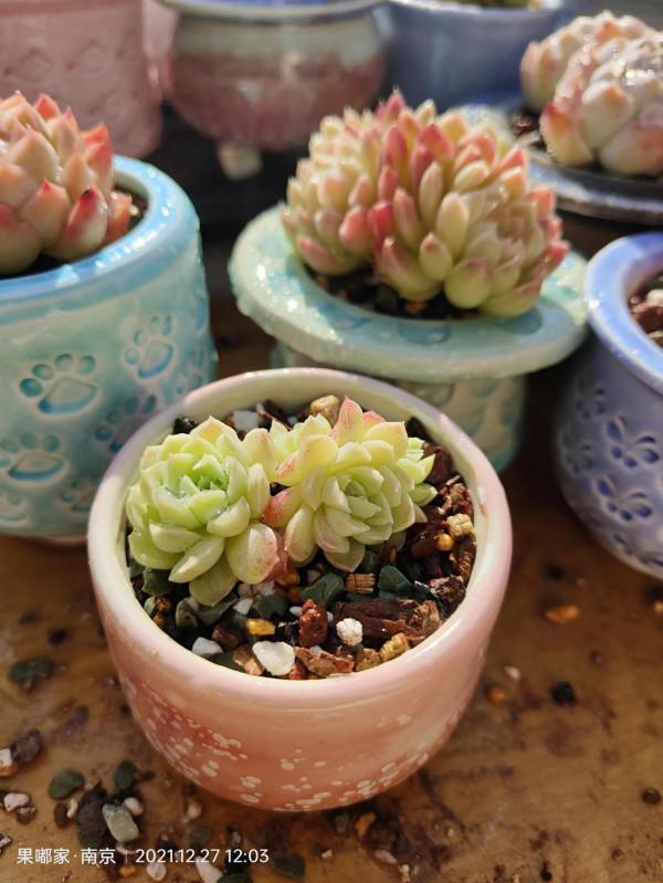 花園，美肉，怎可缺席