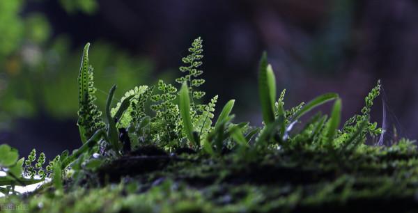 養朵花種棵草不需要多名貴自己喜歡就好 養朵花種棵草不需要多名貴自己喜歡就好