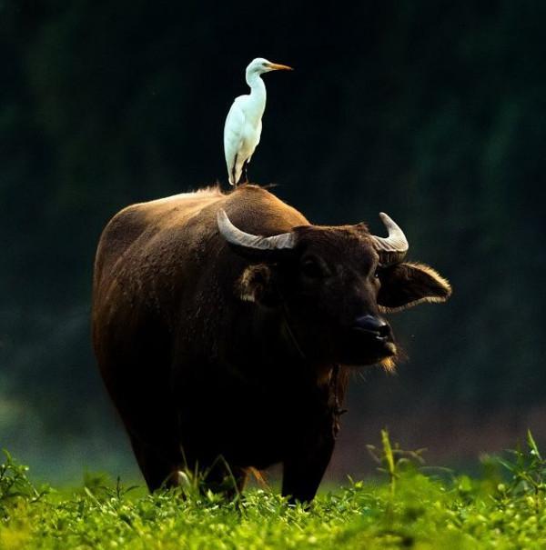 「散文」“牛事兒”散記